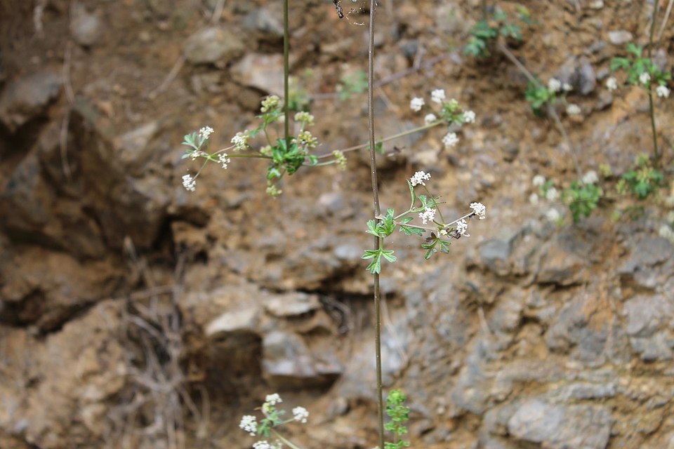 Apium prostratum (Sea Celery) (alternate view 7)