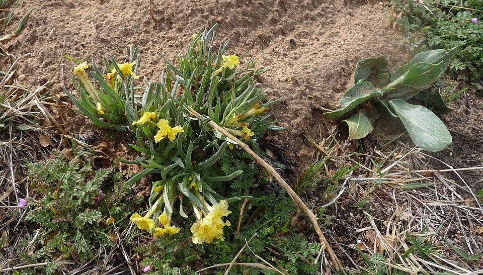 Lithospermum incisum (narrowleaf puccoon) (alternate view 10)
