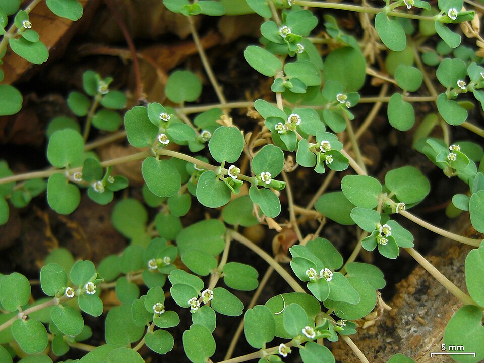 Euphorbia serpens (creeping spurge) (alternate view 8)