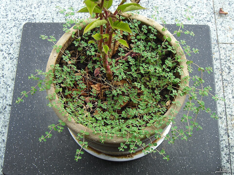 Euphorbia serpens (creeping spurge) (alternate view 9)