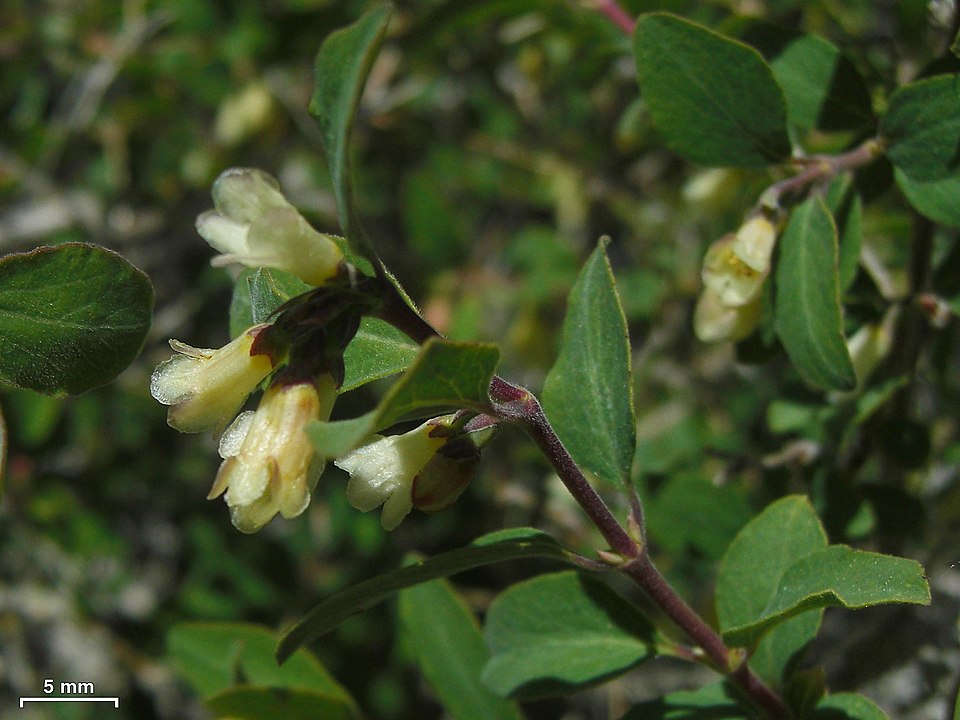 Symphoricarpos rotundifolius (Roundleaf Snowberry) (alternate view 7)