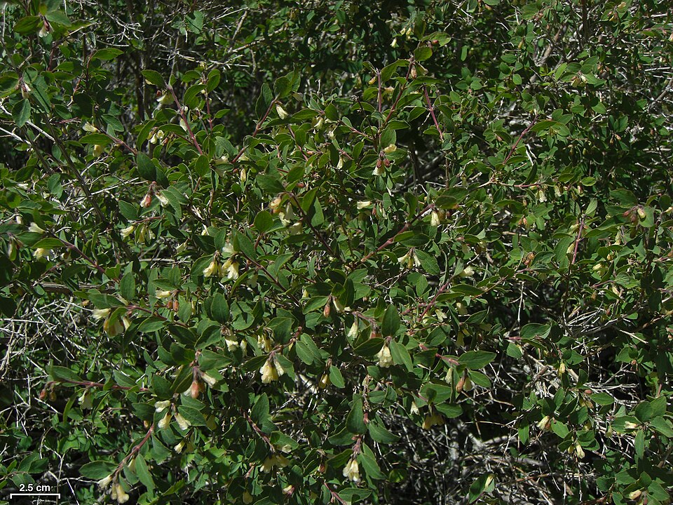 Symphoricarpos rotundifolius (Roundleaf Snowberry) (alternate view 8)