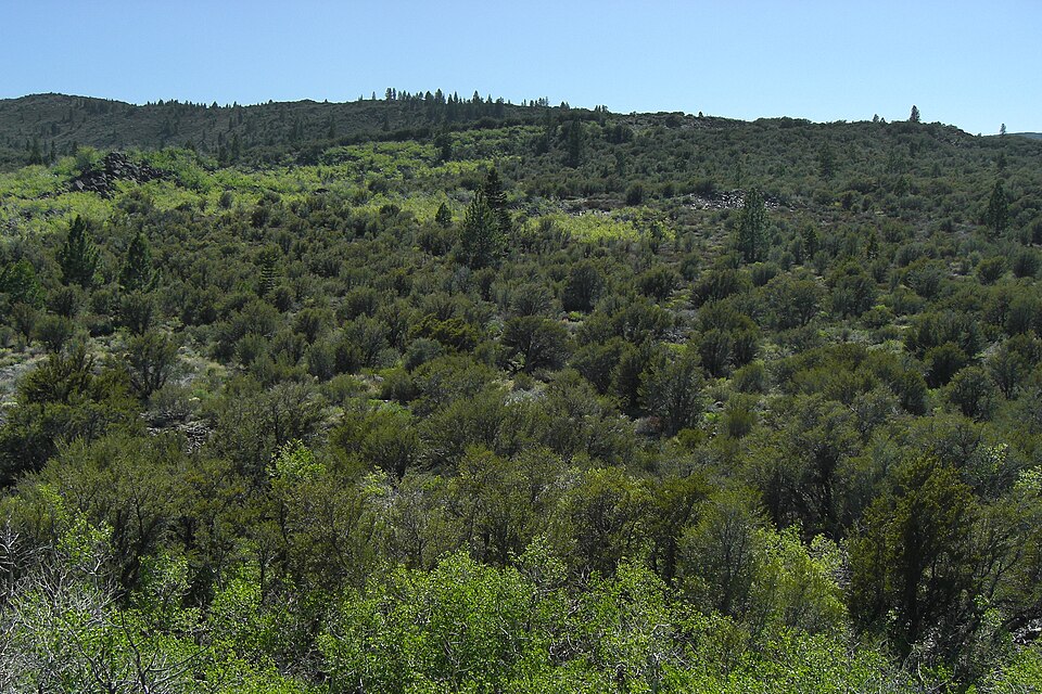 Cercocarpus (mountain mahoganies) (alternate view 3)