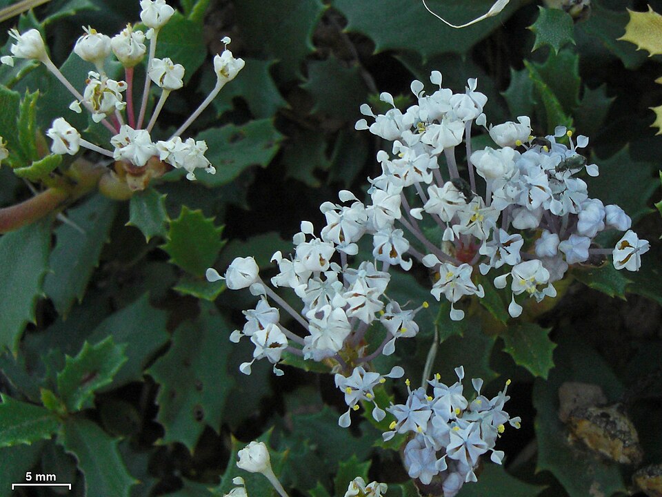Ceanothus prostratus (Mahala mat) (alternate view 8)