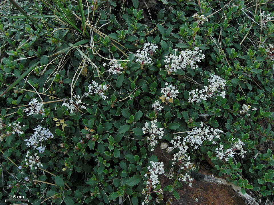 Ceanothus prostratus (Mahala mat) (alternate view 9)