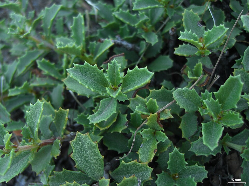 Ceanothus prostratus (Mahala mat) (alternate view 10)