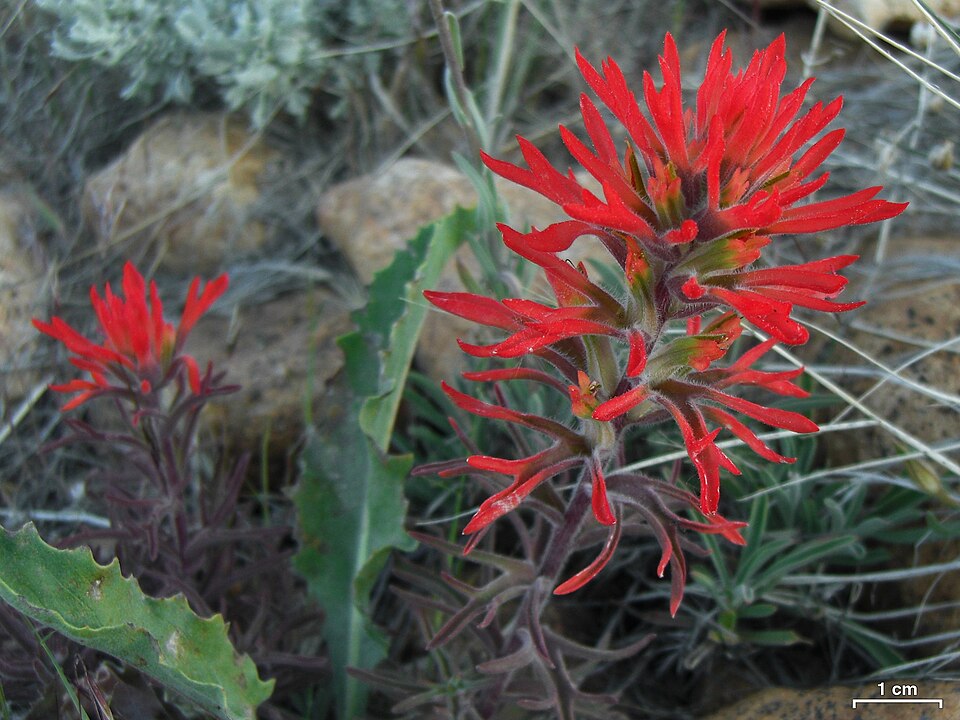 Castilleja applegatei (wavyleaf paintbrush) (alternate view 8)