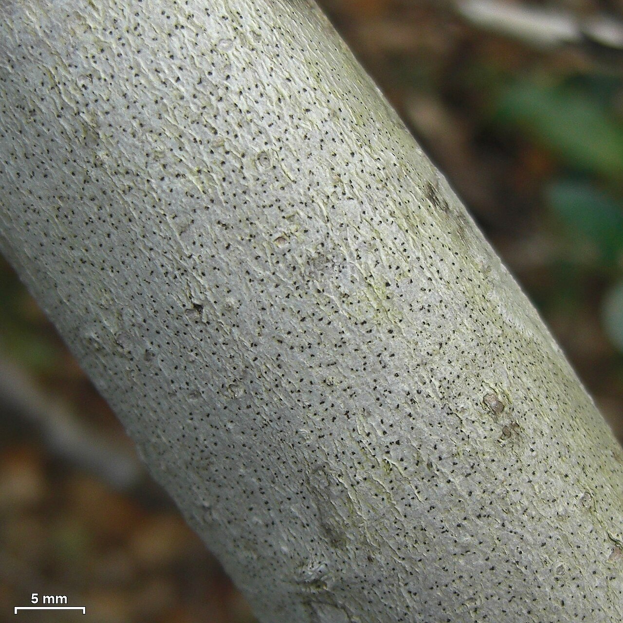 Ilex vomitoria, Yaupon holly — upright evergreen (Aquifoliaceae) (image 2 of 7)