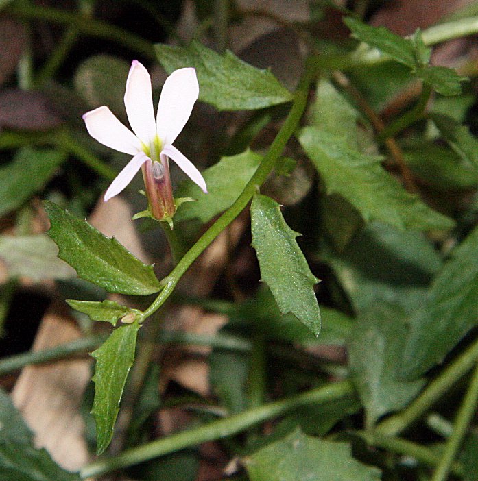 Lobelia purpurascens (White Root)