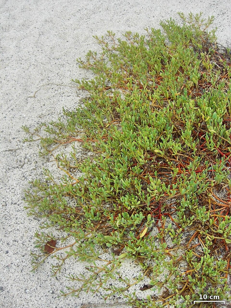 Sesuvium portulacastrum (sea purslane) (alternate view 7)
