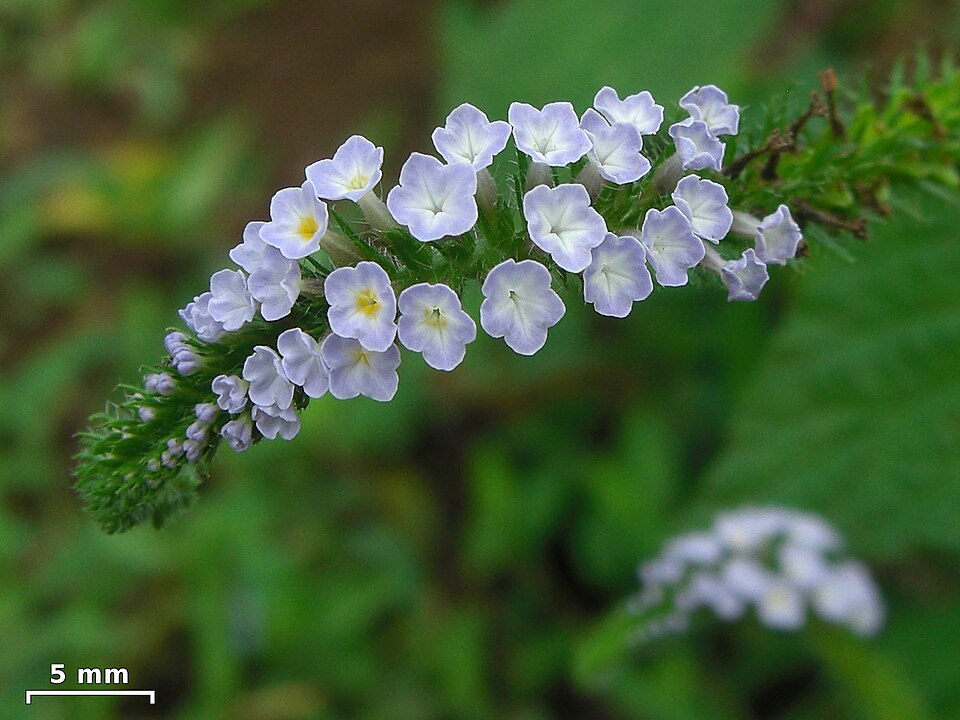 Heliotropium indicum (Indian Heliotrope) (alternate view 10)