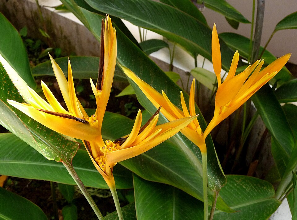 Heliconia (Heliconias) (alternate view 4)