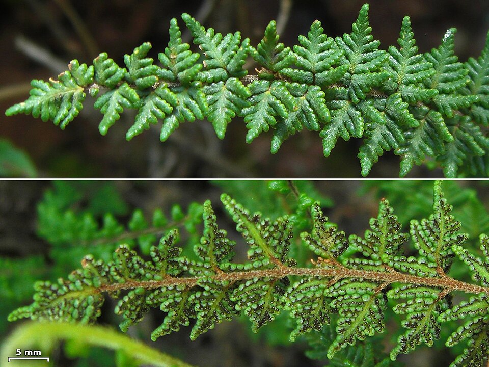 Cheilanthes (Lip Ferns) (alternate view 3)