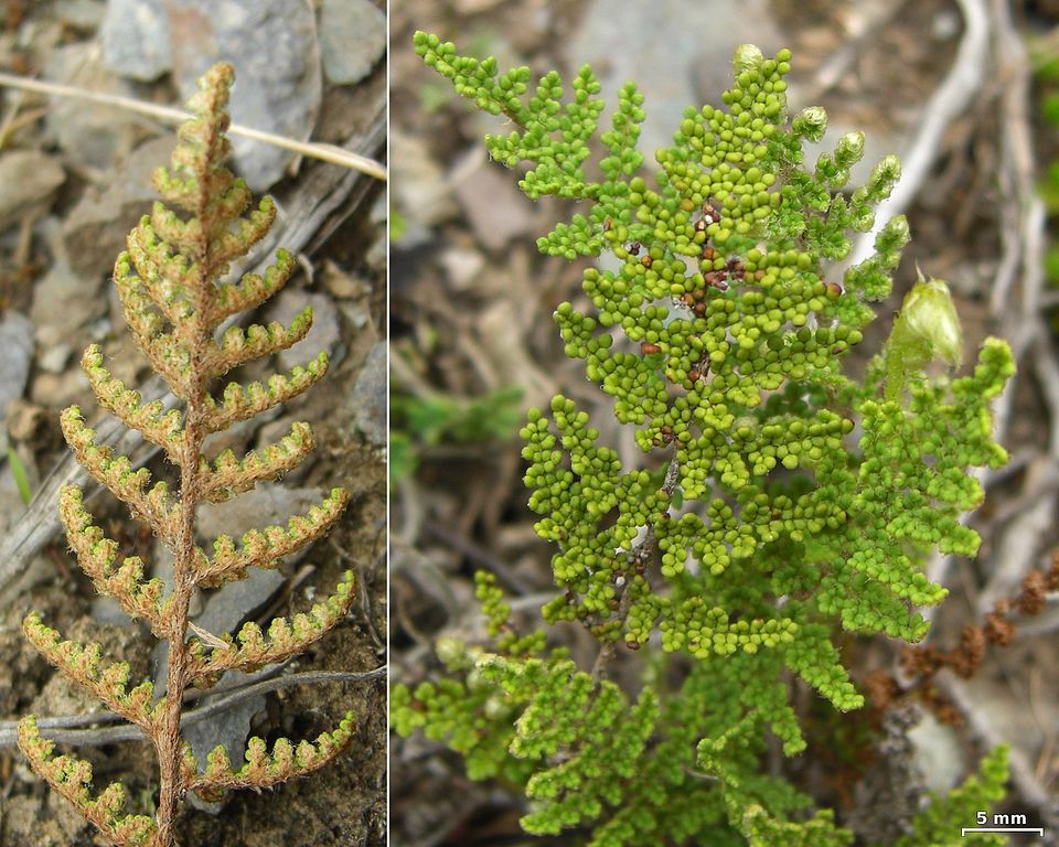 Myriopteris (lip ferns) (alternate view 2)