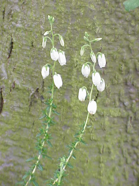 Daboecia cantabrica (Irish Heath) (alternate view 8)