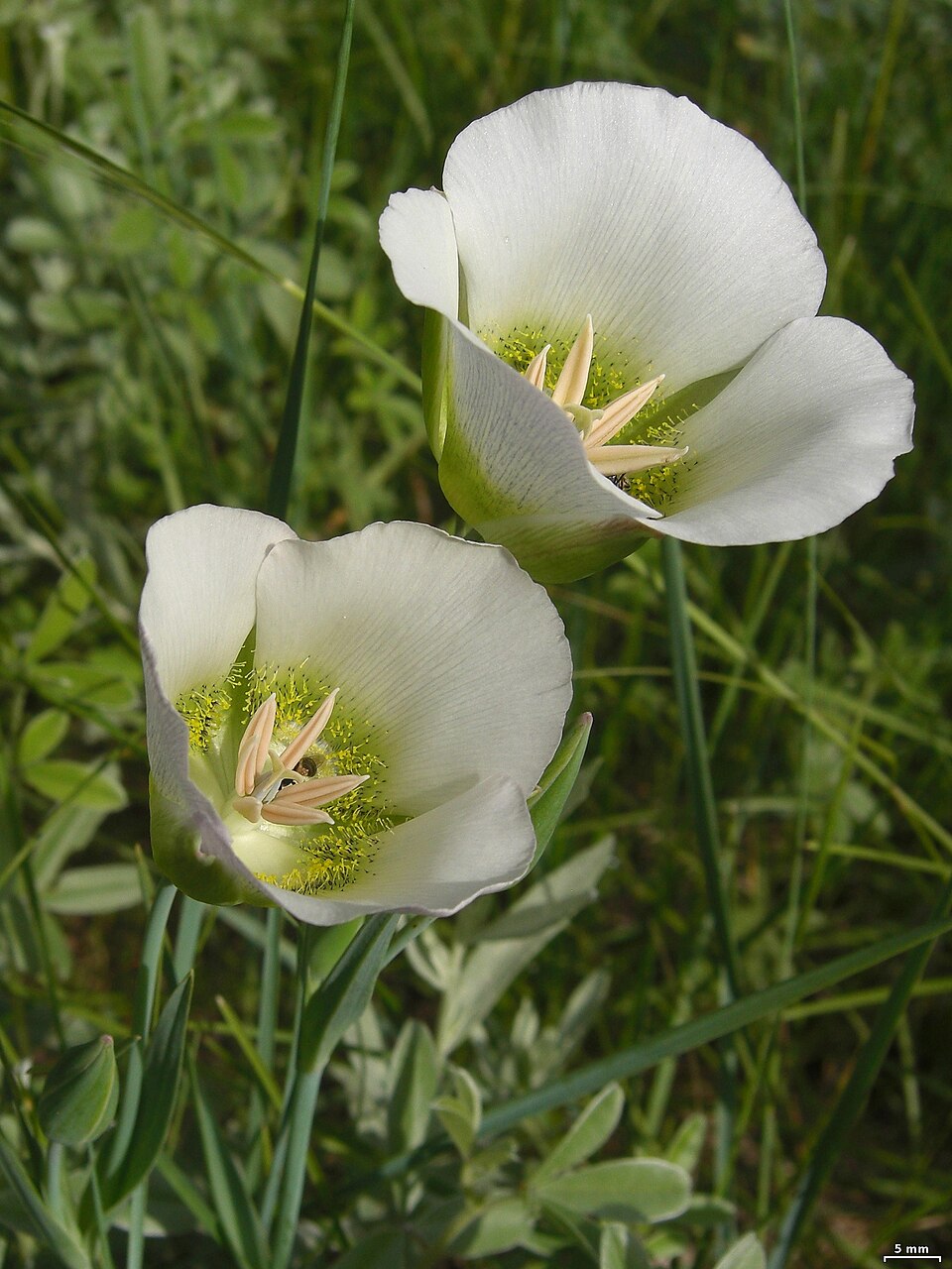 Calochortus gunnisonii (Gunnison's Mariposa Lily) (alternate view 9)