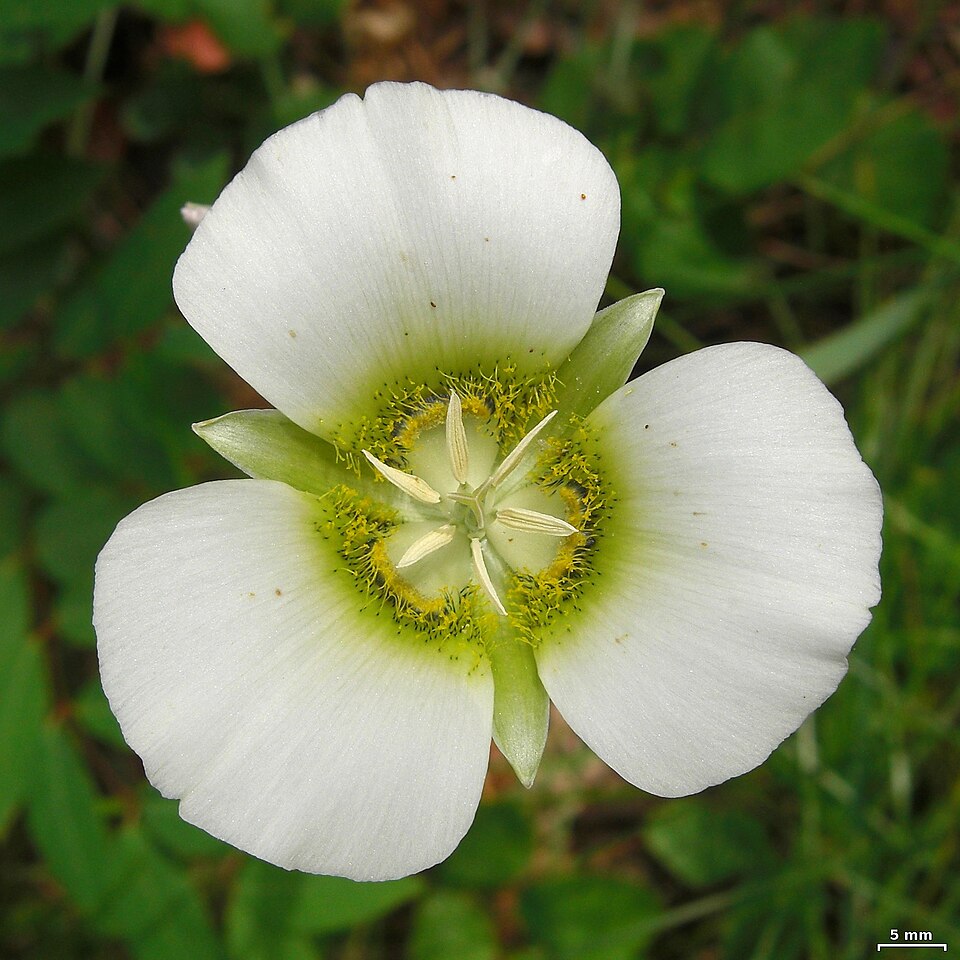 Calochortus gunnisonii (Gunnison's Mariposa Lily) (alternate view 10)