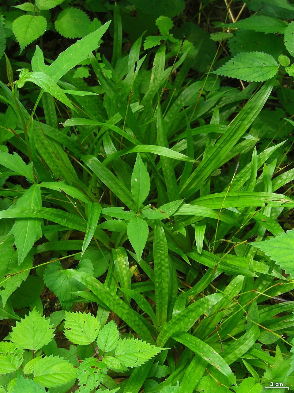 Carex plantaginea (Plantain-Leaved Sedge) (alternate view 6)