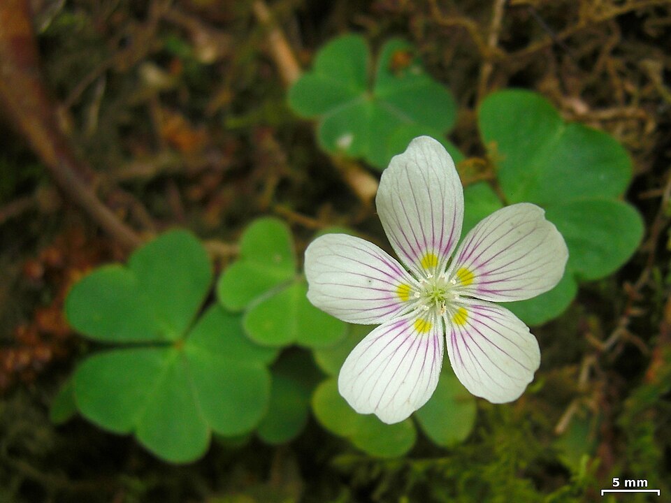 Oxalis montana (mountain woodsorrel) (alternate view 9)