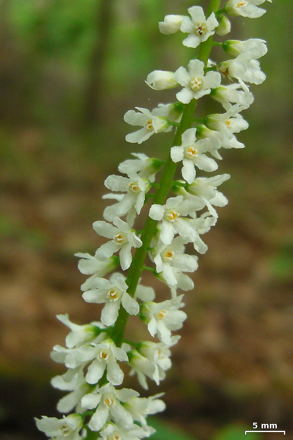 Galax urceolata (galax) (alternate view 2)
