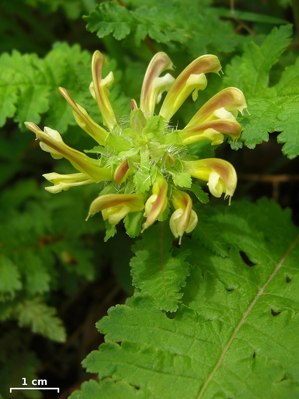 Pedicularis canadensis (Canadian lousewort)