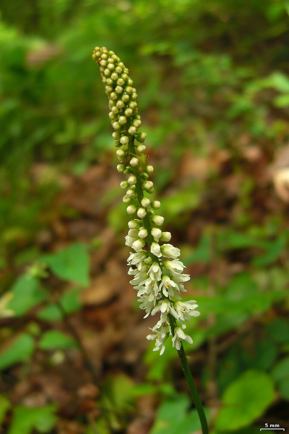 Galax urceolata (galax) (alternate view 3)
