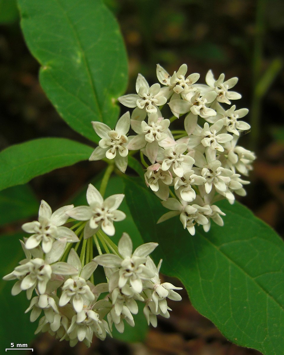 Asclepias quadrifolia (four-leaved milkweed) (alternate view 2)