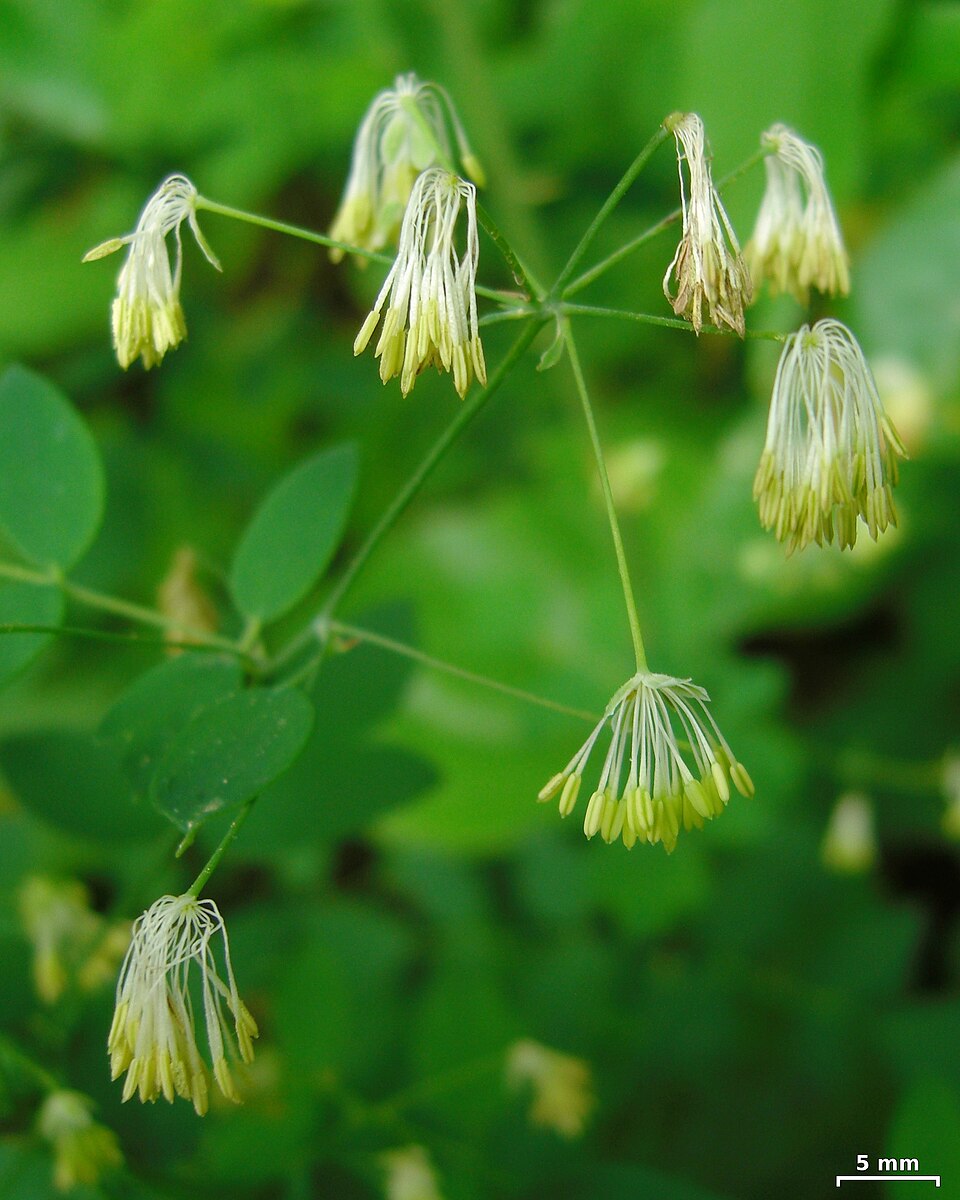 Thalictrum pubescens (tall meadow-rue) (alternate view 4)