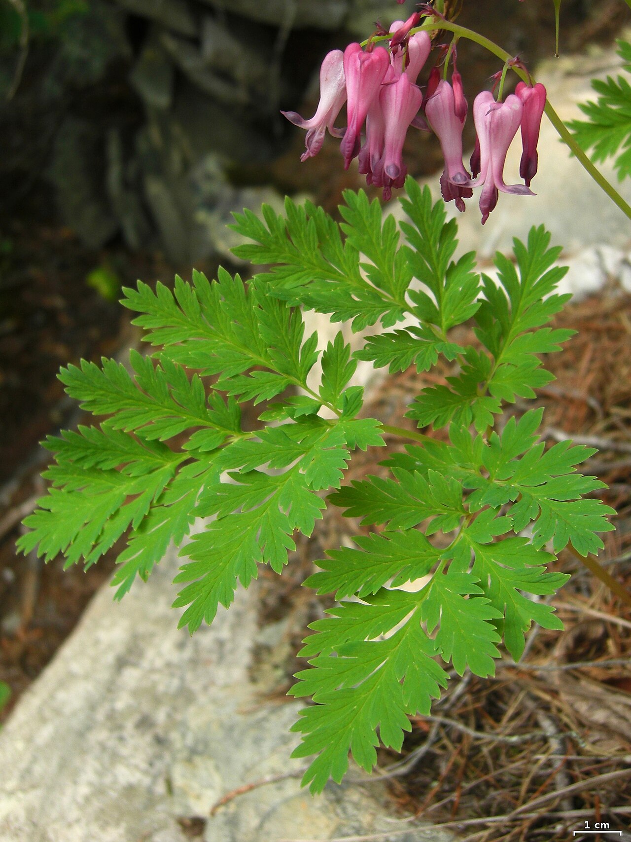 Dicentra eximia, Fringed bleeding heart — mounding deciduous (Papaveraceae) (image 10 of 10)