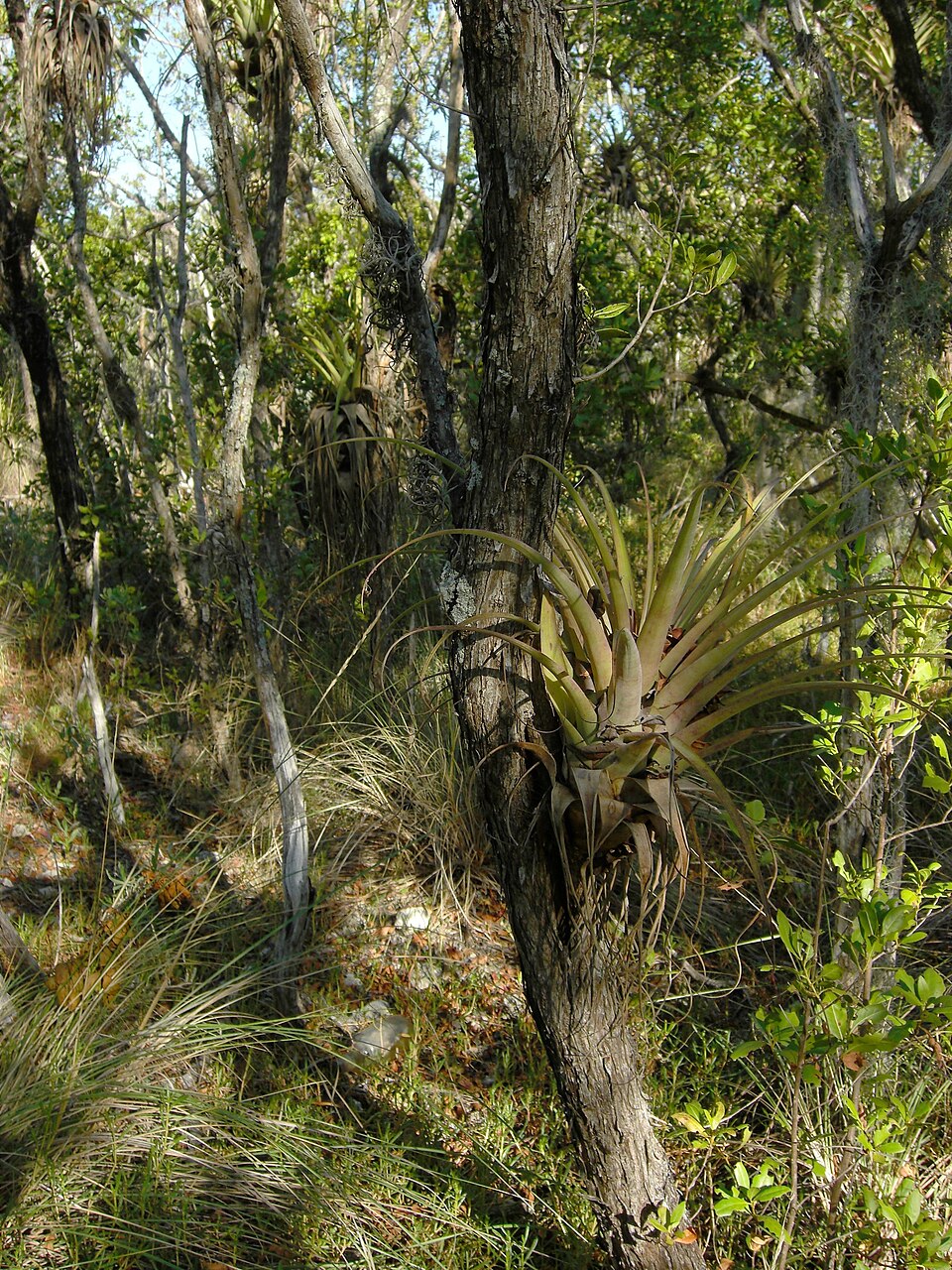 Tillandsia utriculata (giant airplant) (alternate view 6)