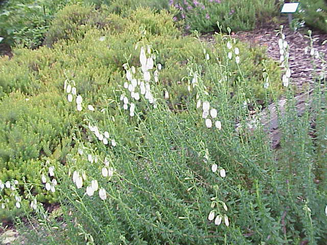Daboecia cantabrica (Irish Heath) (alternate view 9)