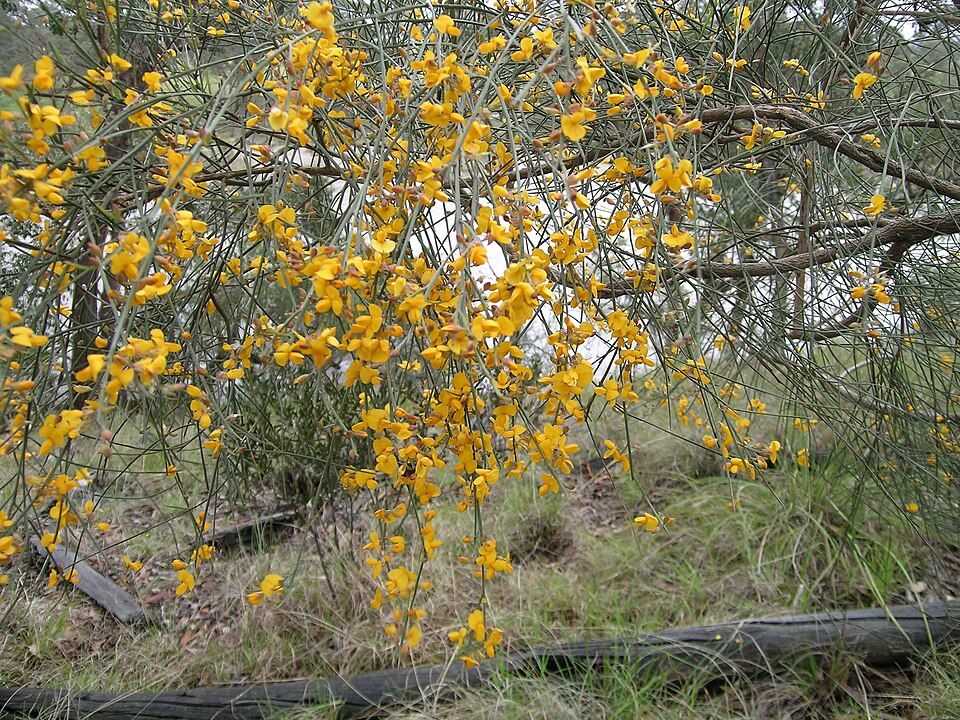 Jacksonia scoparia (winged broom-pea) (alternate view 6)