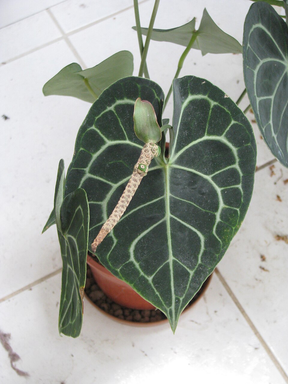 Anthurium clarinervium (Velvet Cardboard Anthurium) (alternate view 7)