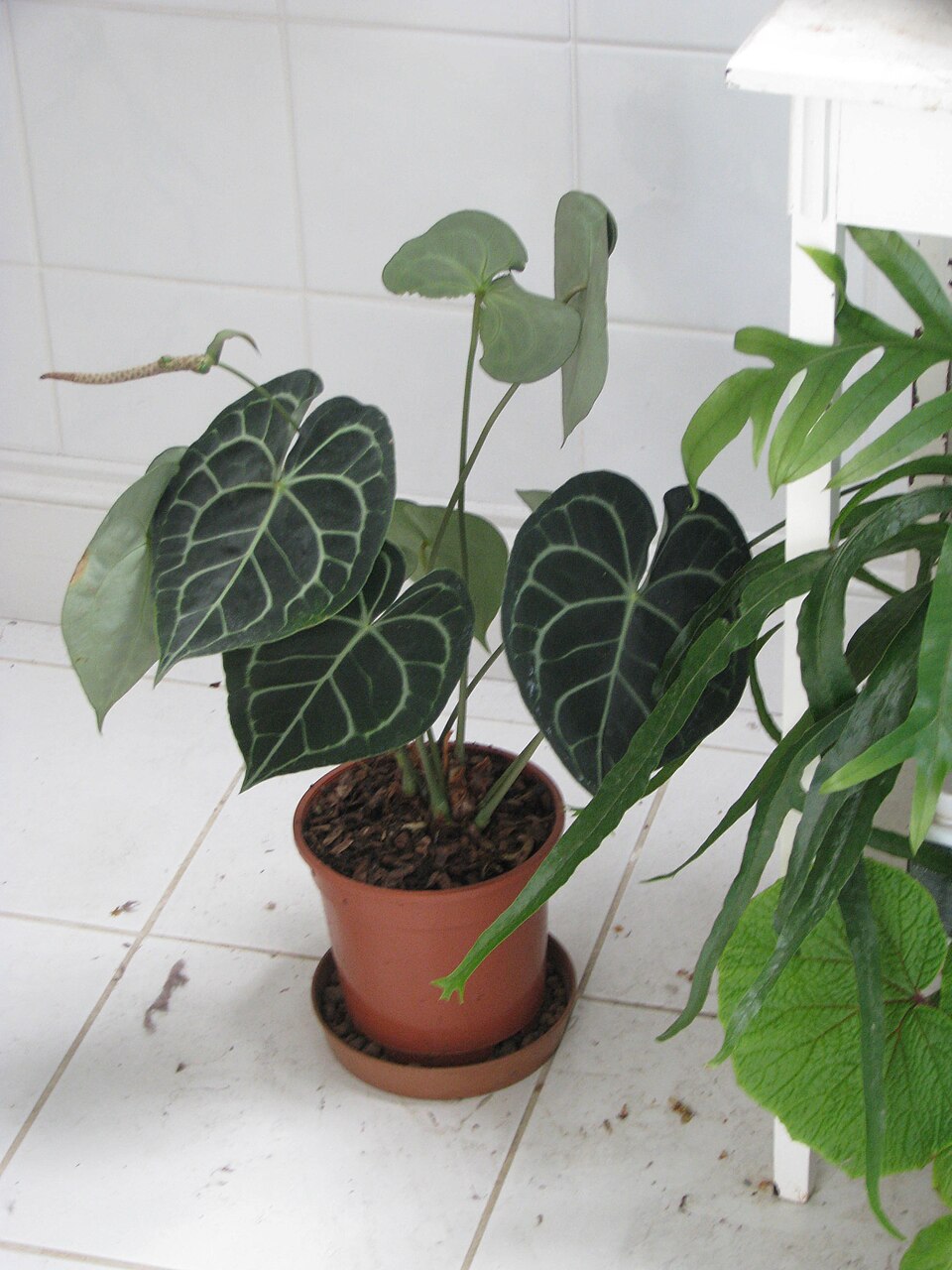 Anthurium clarinervium (Velvet Cardboard Anthurium) (alternate view 8)
