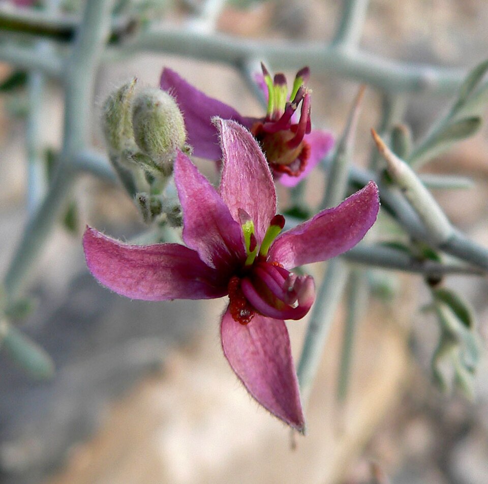 Krameria bicolor (White Rhatany) (alternate view 7)