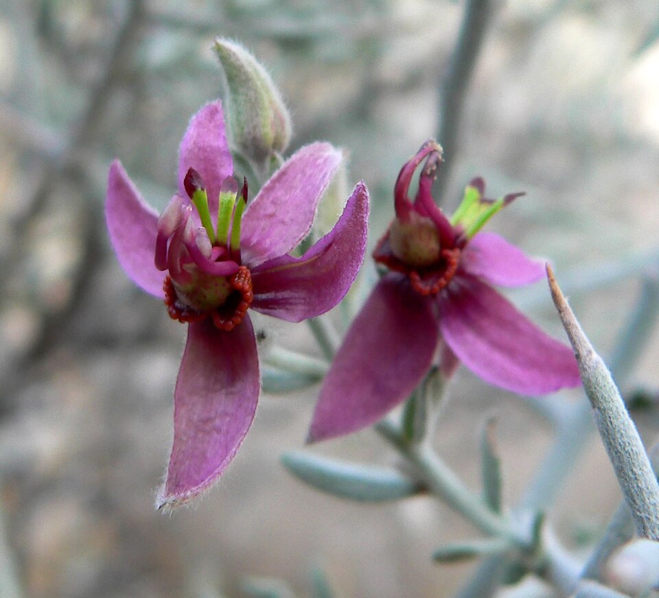 Krameria bicolor (White Rhatany) (alternate view 8)
