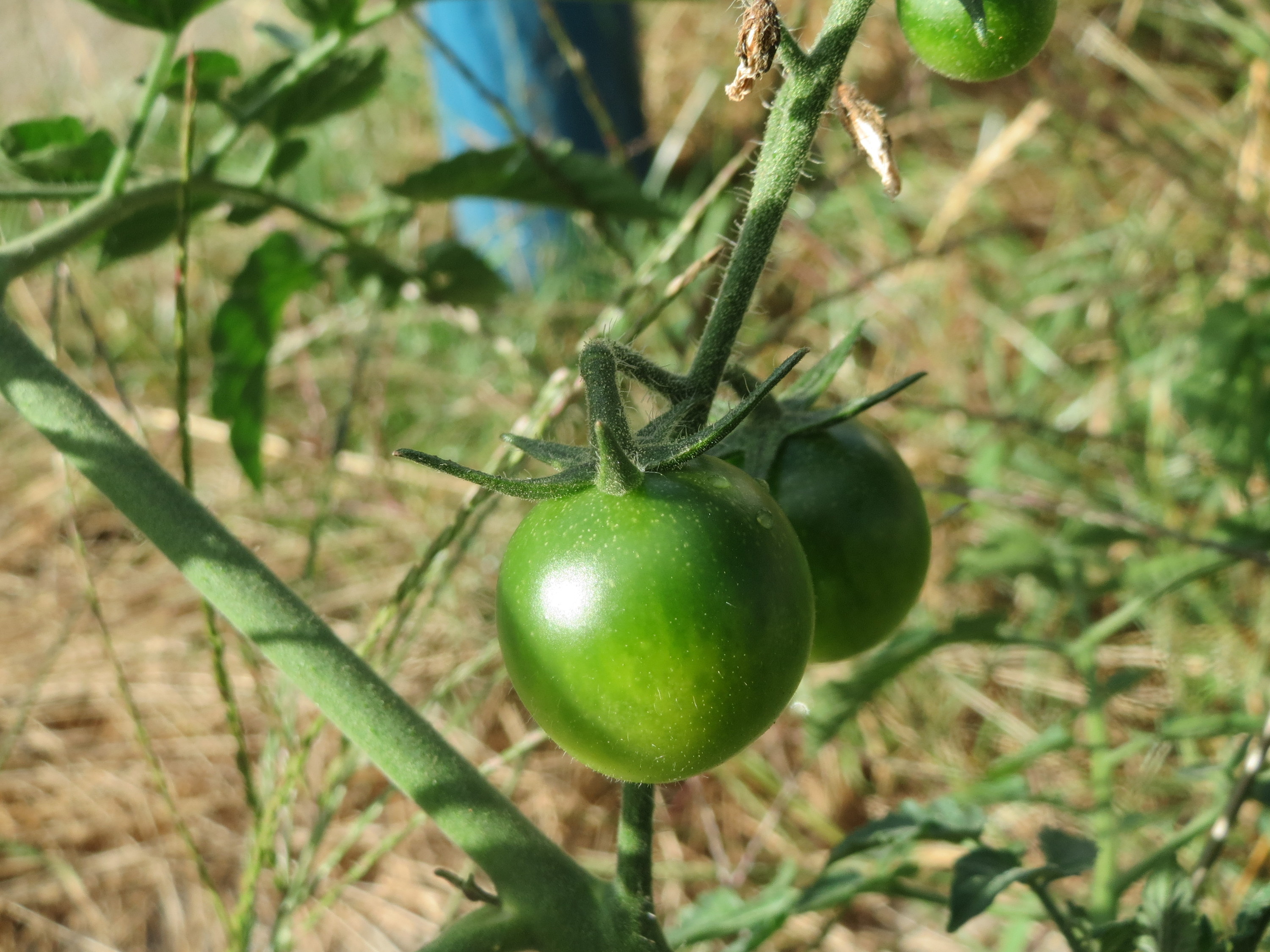 Solanum lycopersicum, tomato (Solanaceae) (image 3 of 5)