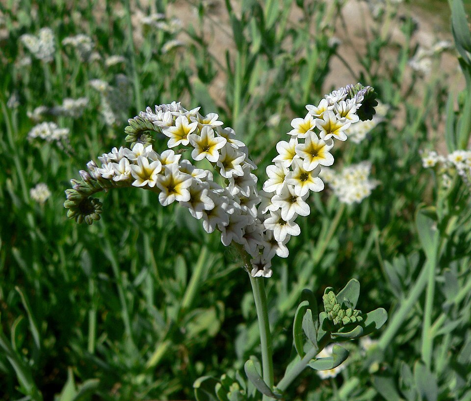 Heliotropium curassavicum (alkali heliotrope)