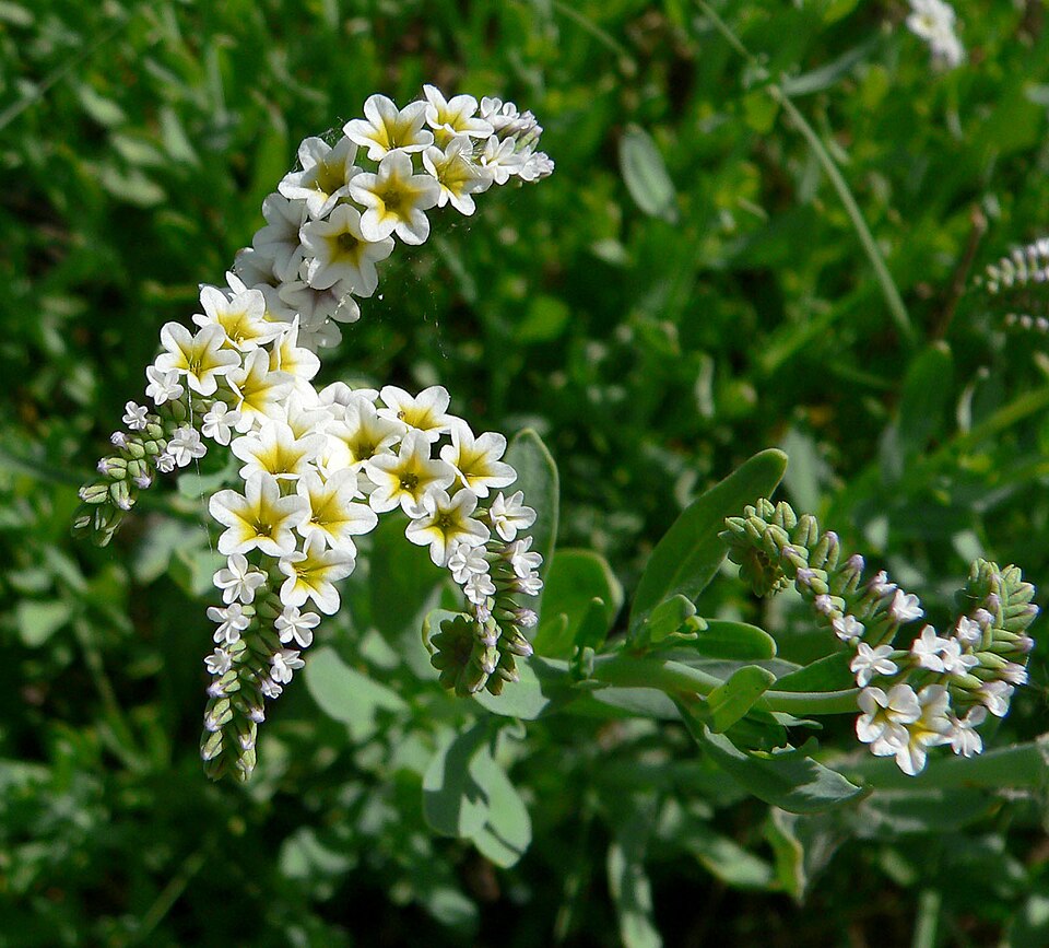 Heliotropium curassavicum (alkali heliotrope)