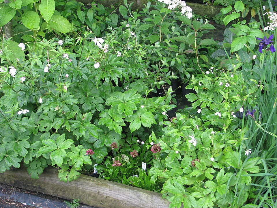 Anemone (anemones and thimbleweeds) (alternate view 3)