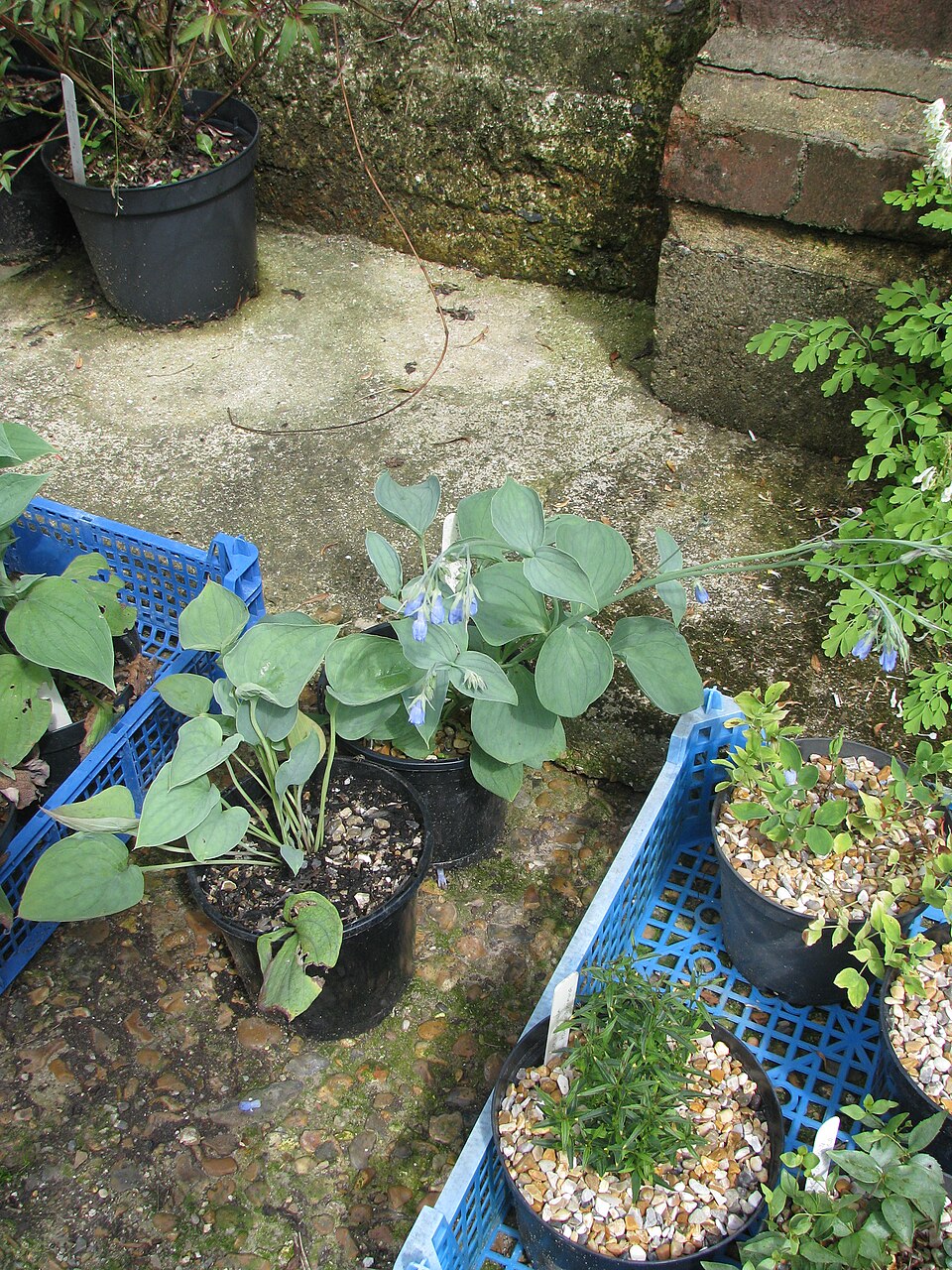 Mertensia (Bluebells) (alternate view 3)