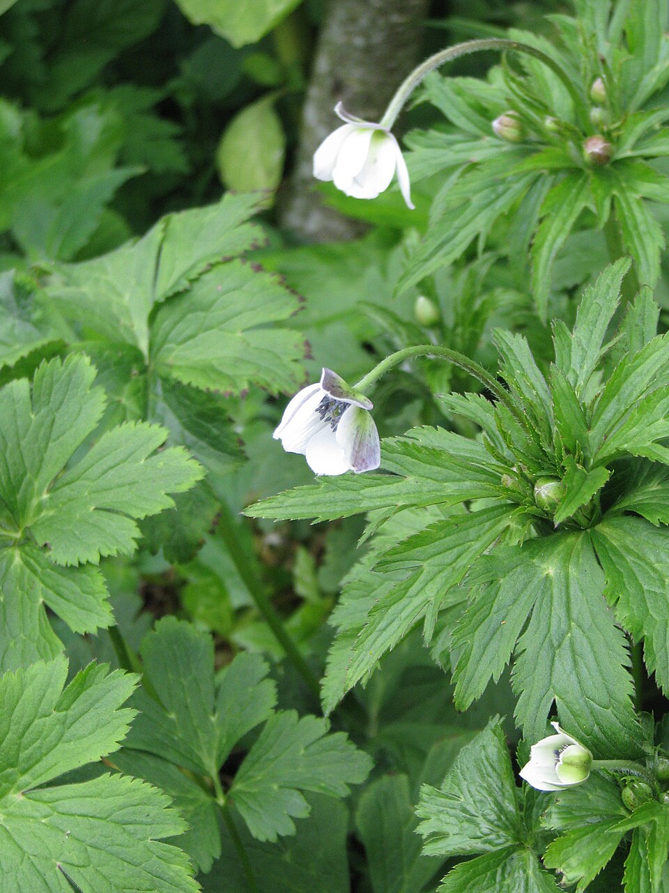 Anemone (anemones and thimbleweeds) (alternate view 4)