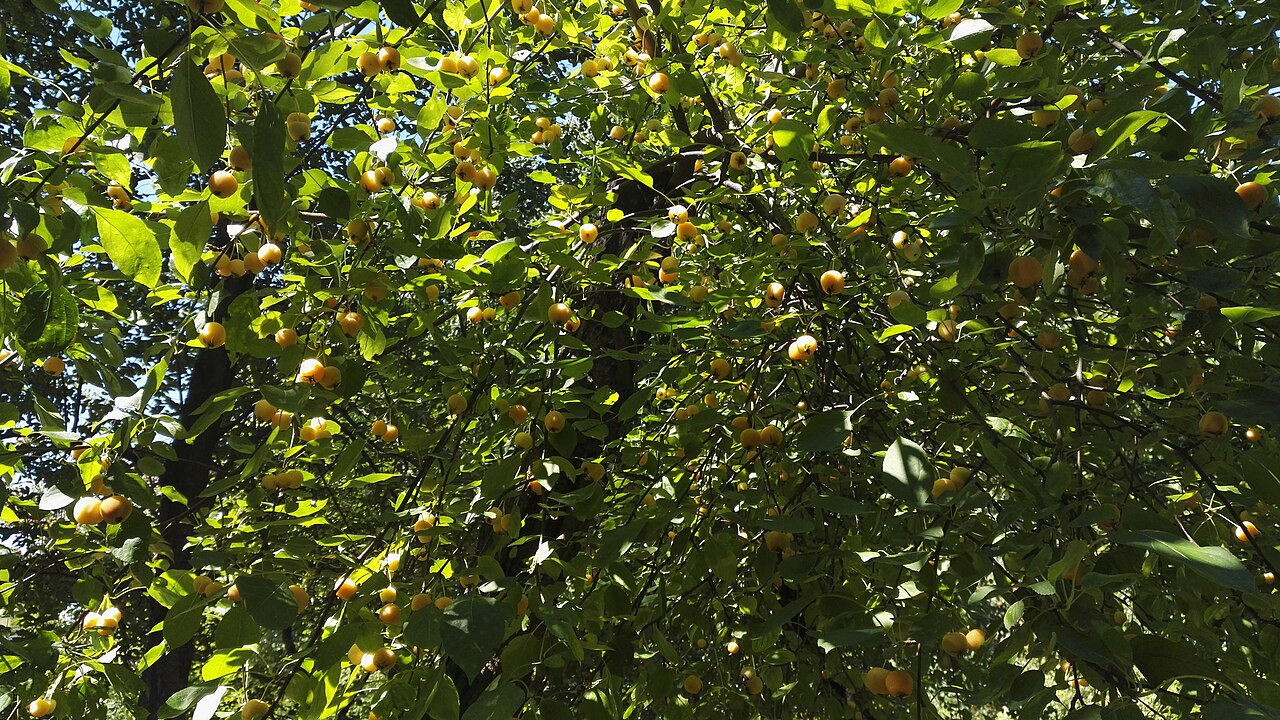 Malus spectabilis, Chinese flowering crabapple — upright deciduous (Rosaceae) (image 4 of 10)
