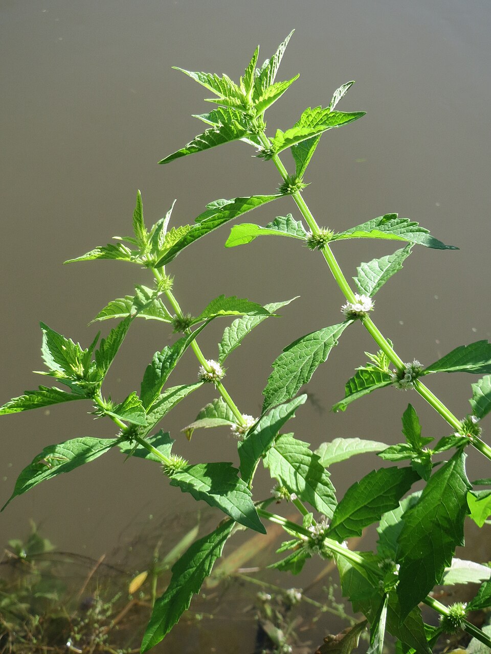 Lycopus europaeus (European water-horehound)