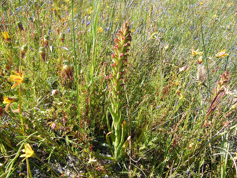 Disa bracteata (Bract Disa)