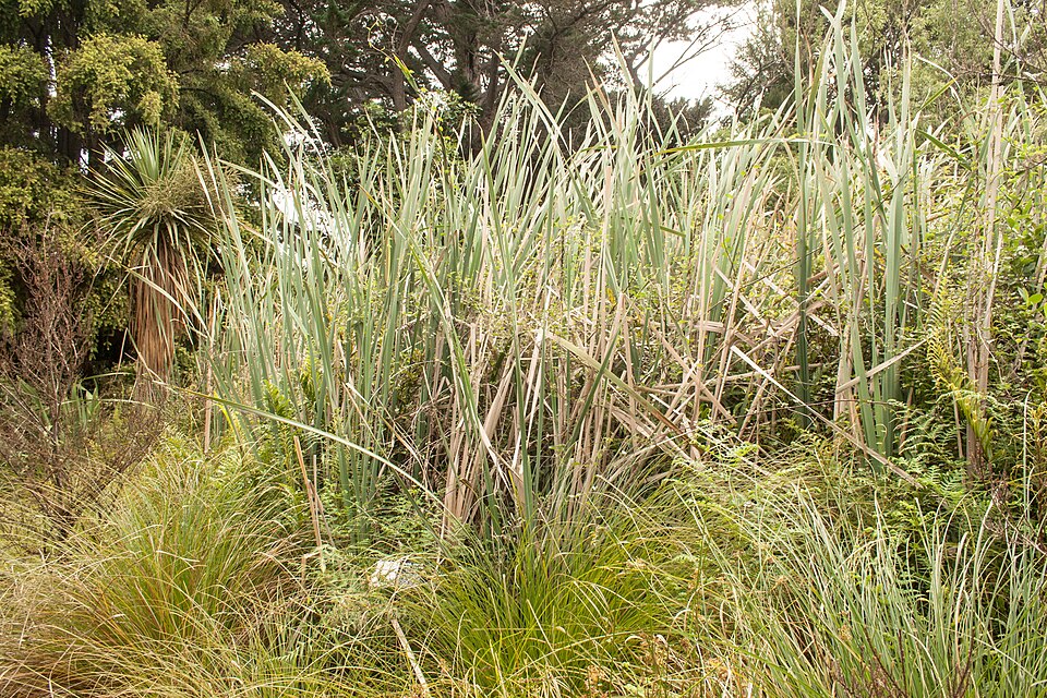 Typha orientalis (Oriental Cattail) (alternate view 9)