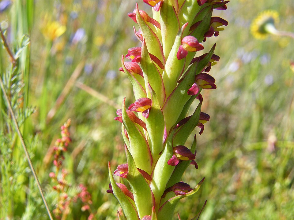 Disa bracteata (Bract Disa) (alternate view 2)