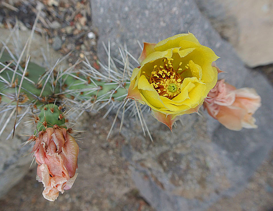 Opuntia macrorhiza (prairie pricklypear) (alternate view 9)