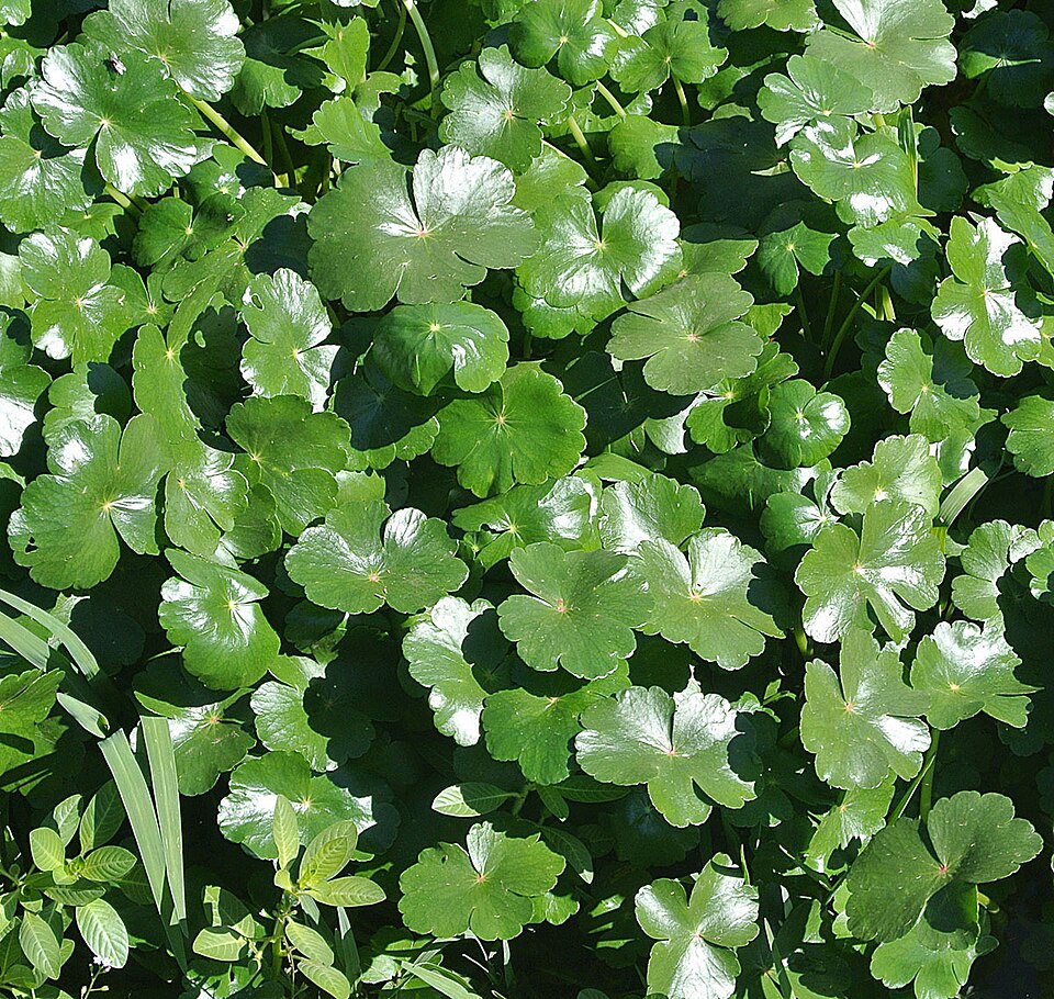 Hydrocotyle ranunculoides (floating marsh pennywort)