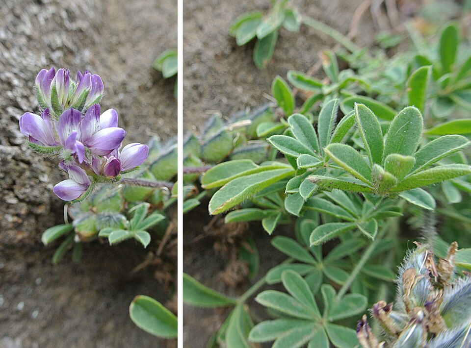 Lupinus microcarpus (chick lupine) (alternate view 8)